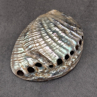 Polished Silver Green Abalone Seashell (1 shell 4.5+ inches) B GRADE Natural Haliotis Fulgens Natural Polished to reveal hidden detail! Copyright 2026 SeaShellSupply.com.