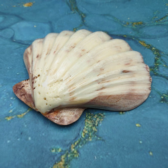 Polished Purple White Lions Paw Scallop Seashell (1 shell approx. 5+ inches) B GRADE Pecten Subnodosus Scallop Shell for crafting & decor!