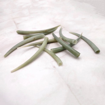 Light Green Delicate Tusk Seashells (10 shells approx. 2+ inches) Rare Green Dentalium Aprinum Tusk Shells for arts crafts & beach decor! Copyright 2026 SeaShellSupply.com.