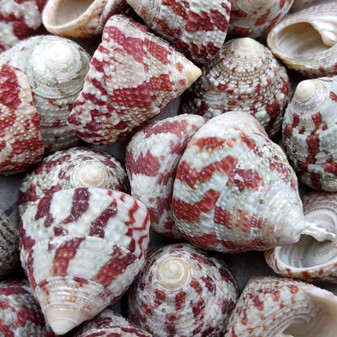 Red Striped Trochus Top Seashells (5 shells approx. 0.5+ inches) Striped Red Pink White Trochus Radiatus Shells for ocean arts & crafts! Copyright 2026 SeaShellSupply.com.