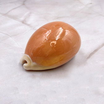 Golden Cowrie Seashell Callistocypraea aurantium (1 shell approx. 3.25+ inches) Gold Cowry Shell for display collecting & coastal decor! 03 Copyright 2026 SeaShellSupply.com