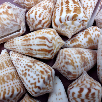 Brown Spotted Engraved Cone Seashells (6 shells approx. 1-2+ inches) B GRADE Conus Inscriptus Shells for coastal arts crafts & collecting! Copyright 2026 SeaShellSupply.com.