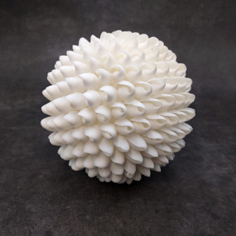 White Bubble Seashell Decorative Round Sphere (approx. 6+ inches) Haminoea Zelandiae Shell Ball for beach house table display & home decor! Copyright 2026 SeaShellSupply.com.