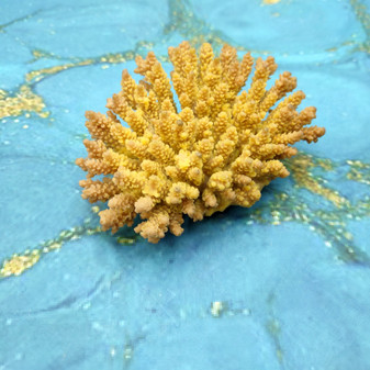 Yellow Stony Coral FAUX Coral Replica (1 FAKE Coral approx. 2Tx4Wx3D inches) Artificial Acropora Millepora for aquariums & fish tanks!