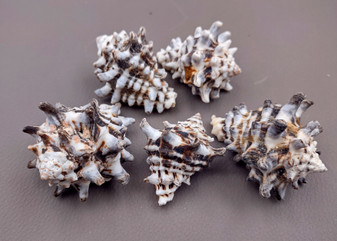 Pacific Vase/Vasum Murex Seashells (5 pcs.) - (1.5-2 inches). Black and white ribbed spiral shells. Copyright 2022 SeaShellSupply.com.