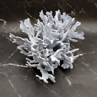 Large Blue Ridge Coral Cluster (1 coral approx. 11L x 9D x 6H inches) Blue Heliopora Coerulea Coral for coastal home decor or display! Copyright 2026 SeaShellSupply.com.