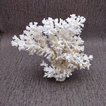 Large White Lace Coral Cluster (1 coral approx. 8L x 4H x 7D inches) White Pocillopora Damicornis Lace Coral Cluster for home display! Copyright 2026 SeaShellSupply.com.