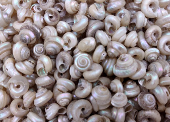 Tiny Pearlized Trochus Seashells (Approx. half cup +/-180 shells 0.25+ inches) Tiny Pearl Trochus shells for crafting jewelry & decoration! Copyright 2025 SeaShellSupply.com.