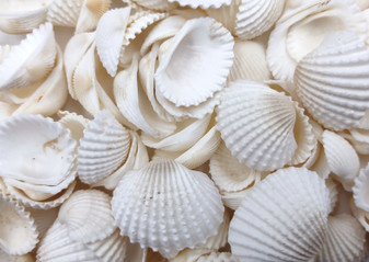 White Ark Clam Seashells Andara Granosa (approx. half cup 35+ shells 0.5+ inches) White Clam Ark shells for crafts collections & display! Copyright 2025 SeaShellSupply.com.