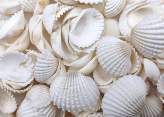 White Ark Clam Seashells Andara Granosa (approx. half cup 35+ shells 0.5+ inches) White Clam Ark shells for crafts collections & display! Copyright 2025 SeaShellSupply.com.