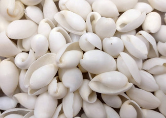 White Bubble Seashells Haminoea Zelandiae (approx. 1 cup 85+ shells 0.5+ inch) White Bubble Shells for coastal jewelry crafts & display! Copyright 2025 SeaShellSupply.com.