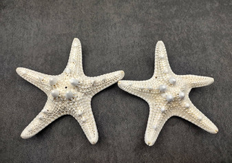 White Knobby Starfish - Protoreaster Nodosus - (2 starfish approx. 3-4 inches). Two sturdy tan ribbed Starfish. Copyright 2024 SeaShellSupply.com.