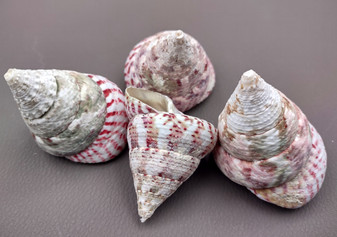 Strawberry Trochus Seashells Red White Rochia Conus (4 shells approx. 1.5+ inches) Distinct shells for coastal crafting décor & collections!