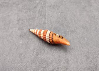 Queen Miter Seashell - Mitra Compressum - (1 shell approx. 1.75-2 inches). Spiral white orange and black cone shaped shell. Copyright 2024 SeaShellSupply.com.