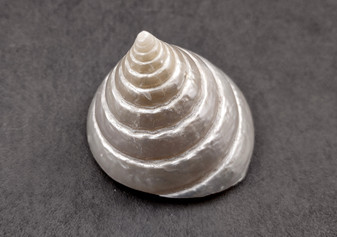 Polished Silver/Pearl Trochus Seashell (2-2.5 Inches) - Trochus Niloticus. One shiny bright spiral white shell with a wide opened base. Copyright 2024 SeaShellSupply.com.