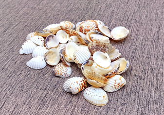 Spotted Clam Seashells (appx. 36-40 pcs.) - Clycymeris Pectunculus. Multiple white and orange spotted ribbed wide shells in a pile. Copyright 2024 SeaShellSupply.com.