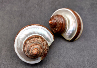 Banded Tapestry Turbo Seashells Turbo Petholatus (2 shells approx. 2+ inches) Brown Silver Turbo Shells for hermit crab homes & display!