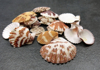 Edit a Product - Tranquebar Scallop Seashells - Pecten Tranquebaricus - (20 shells approx. 1-2 inches) (BL-113) Pile of multiple brightly colored shells. Copyright 2022 SeaShellSupply.com.