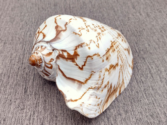  Noble Volute Seashell Voluta Nobilis (1 shell approx. 6+ inches) Perfect shells for coastal crafting decor & collections! One white shell with different tan designs on it and a wide opening. Copyright 2022 SeaShellSupply.com.