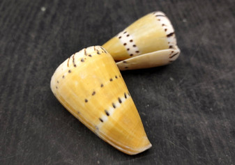 Captain Cone Seashells (2 pcs.) - (2-2.5 inches) - Conus Capitaneus. Cream to earthly colored shells with patterns along the spiral. Copyright 2024 SeaShellSupply.com.