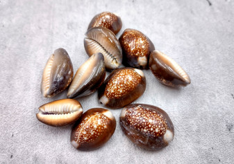 Serpent Head Cowrie Shells (.75-1.25 inches) - (10 pcs.) - Cypraea Caputserpentis. Multiple brown shells with white and tan specks on the top with a wide opening below. Copyright 2024 SeaShellSupply.com.