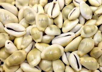 Money Cowrie Seashells - Cypraea Moneta - (approx. 35-40 shells 0.5-1 inches) (TE-021). Multiple different color pastel shells in a pile. Copyright 2025 SeaShellSupply.com.