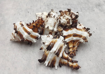 Baby Endive Murex Seashell - Murex Endivia - (5 shells, approx. 2-3 inches each). Three shells with black spikes in interesting columns. Copyright 2022 SeaShellSupply.com.