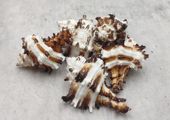 Baby Endive Murex Seashell - Murex Endivia - (5 shells, approx. 2-3 inches each). Three shells with black spikes in interesting columns. Copyright 2022 SeaShellSupply.com.