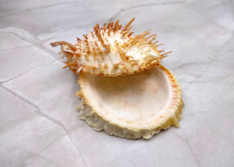 Orange White Spiny Oyster Seashell Pair Spondylus Barbatus (1 shell pair approx. 2.25+ inches) B GRADE Great shells for décor & collections! Copyright 2025 SeaShellSupply.com.