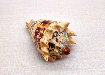 Imperial Volute Seashell - Voluta Imperialis - (1 shell approx. 5-6 inches) Tan shaded wrapped shell. Copyright 2025 SeaShellSupply.com.