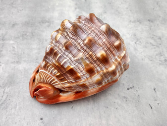Bullmouth Helmet Seashell (5-6 inches) - Cassis Rufa. A rust colored shell with a white contrasting design. Copyright 2025 SeaShellSupply.com.