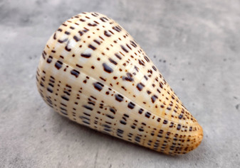 Suratan Cone Seashell (3 inch) - Conus Suratensis. Mainly white shells with black spots, one sitting to show the design and one to show the opening. Copyright 2024 SeaShellSupply.com.