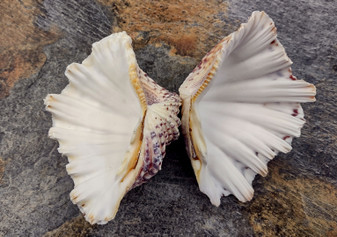 Bear Paw Clam Seashell Pair Hippopus Hippopus (1 shell pair approx. 4+ inches) Beautiful Bear Paw Clam shell for display decor & collecting!
