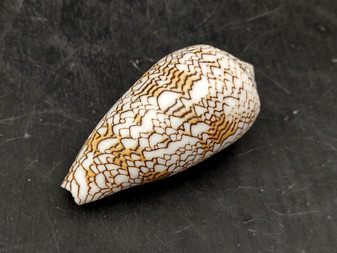 Cloth of Gold Cone Seashell Conus Textile (1 shell approx. 2.25+ - 3 inches) Cone shells great for décor and any collection or display!