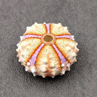 Deep Water Philippine Sea Urchin Seashell (1 urchin approx. 0.5+ inch) Colorful Coelopleurus Mailardii Shell for display & collecting!