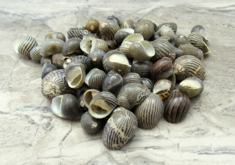 Black & White Zigzag Nerite Seashells - Neritina Communis - (approx. 65-75 shells .5 inches). Multiple black and white shaded shells with different types of patterns all in a pile. Copyright 2022 SeaShellSupply.com.
