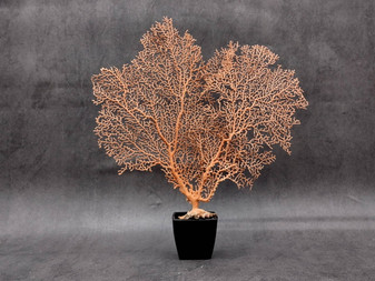 Red-Orange Sea Fan - Echinogorgia SP - (1 fan 7-10 inches). One wide Sea Fan. Copyright 2025 SeaShellSupply.com.