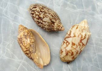 Bat Volute Seashells (3 pcs.) - (2-3 inches) - Cymbiola Vespertilio. Multiple tan and light yellow shells in a pile. Copyright 2022 SeaShellSupply.com.