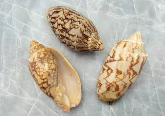 Bat Volute Seashells (3 pcs.) - (2-3 inches) - Cymbiola Vespertilio. Multiple tan and light yellow shells in a pile. Copyright 2022 SeaShellSupply.com.