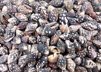 Black Dove Seashells Columbella Mercatoris Linne (approx. half cup 140+ shells 0.25+ inches) Spotted Dove shells for coastal arts & crafts! Copyright 2025 SeaShellSupply.com.