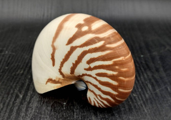 Natural Nautilus Seashell - Nautilus Pompilius - (1 shell approx. 4-5 inches). A white spiral based shell with brown stripes. Copyright 2022 SeaShellSupply.com.