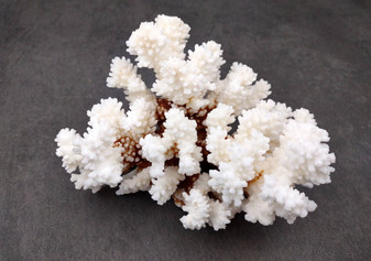 Brownstem Coral Cluster - Pocillopora Verrucosa - (1 cluster approx. 5-7 inches). One white coral cluster with multiple white branches. Copyright 2025 SeaShellSupply.com.