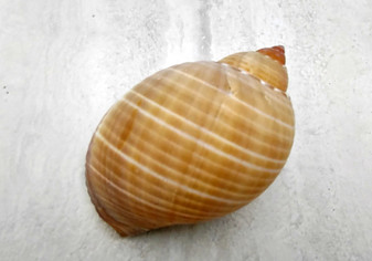 Pacific Partridge Tun Seashell (3-4 inches) - Tonna Perdix. Two brown and white shells, one showing the spiral and design, the other showing the opening. Copyright 2022 SeaShellSupply.com.