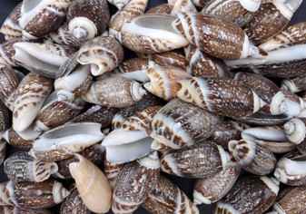 Olive Seashell Dark Assortment Agaronia Gibbosa (Approx. half cup +/-20 shells 1-1.75+ inches) Spiral Brown Olive Shells for arts & crafts!