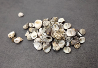 Nerite Shell Assortment (approx. 45-50 shells). Multiple earthly colored shells in a mixed pile, most have different patterns. Copyright 2024 SeaShellSupply.com.