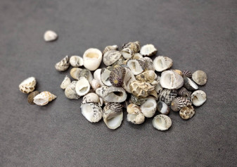 Nerite Shell Assortment (approx. 45-50 shells). Multiple earthly colored shells in a mixed pile, most have different patterns. Copyright 2024 SeaShellSupply.com.