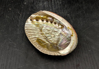 Green Abalone Seashell (4-6 Inch) - Haliotis Fulgens. Rainbow colored ombre shell. Copyright 2024 SeaShellSupply.com.