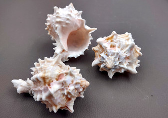 Pink Murex Seashells Murex Erythrostomus (3 shells approx. 2+ inches) White pink seashell for hermit crabs art projects crafts & collecting!