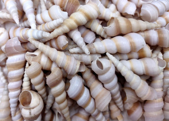 Purple Turitella Seashells - Turitella Communis - (approx. 25-30 shells 1-2 inches). Multiple stripped cone shaped shells in a pile. Copyright 2025 SeaShellSupply.com.