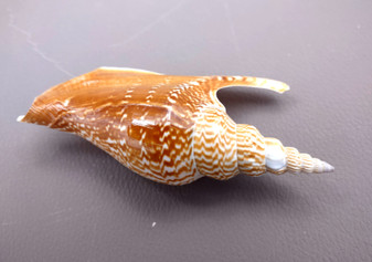Listers Conch Shell - Strombus Listeri - (1 shell approx. 3.5-4 inches). Two orange and white spiral textured shells. Copyright 2024 SeaShellSupply.com.